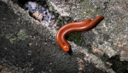 Mating of millipedes on cement Wall during the breeding season