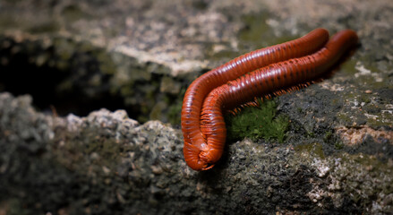 Mating of millipedes on cement Wall during the breeding season