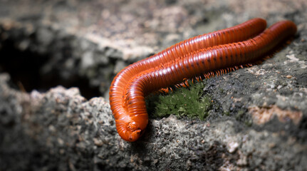 Mating of millipedes on cement Wall during the breeding season