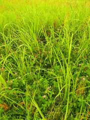 初夏のアカツメクサ咲く野原