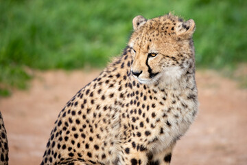 Fototapeta na wymiar cheetah 2
