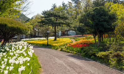 장흥 하늘빛 공원의 튜립 꽃밭