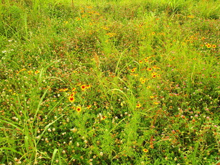 ハルシャギク咲く初夏の野原風景