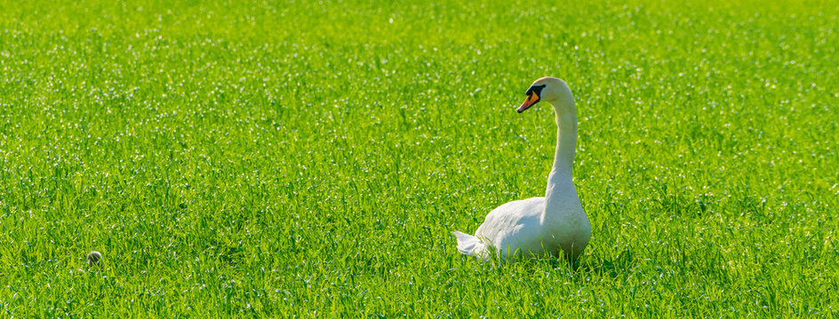 White Swan On Green Grass