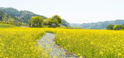 Zelfklevend Fotobehang 고창 학원농원의 청보리밭과 노란 유채꽃 © sephoto