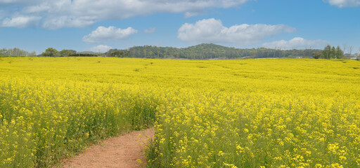 Obraz premium 고창 학원농장의 노란 유채밭