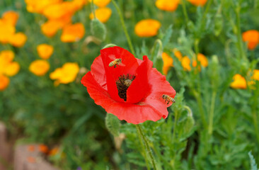 꿀벌이 찾아드는 빨간 꽃양귀비