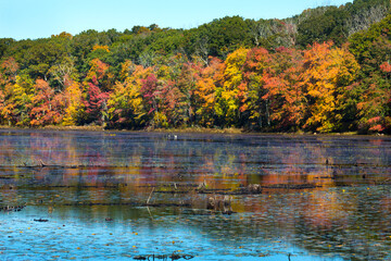Fall foliage reflecting in water at Goodwin State Forest, Connecticut.