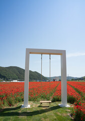 하동군 북천 양귀비 꽃 축제