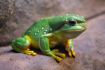 green tree frog
