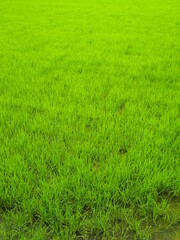 初夏の梅雨入り前の青田風景
