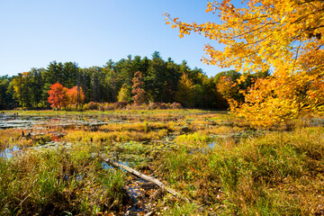 Branches frame an autumn scene at Goodwin State Forest, Connecticut.