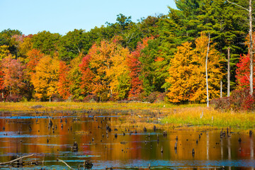 Fall foliage reflecting in water at Goodwin State Forest, Connecticut.