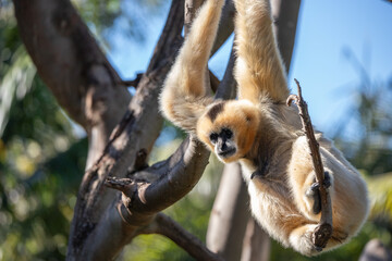 gibbon