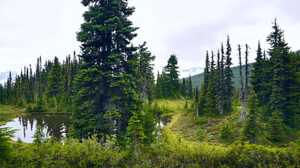 Beautiful rainforest in British Columbia, Canada. Lake in the coniferous forest. Garibaldi Provincial Park.