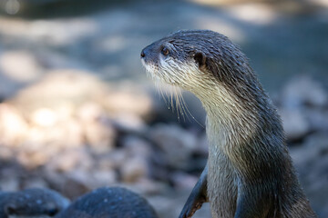 otter standing