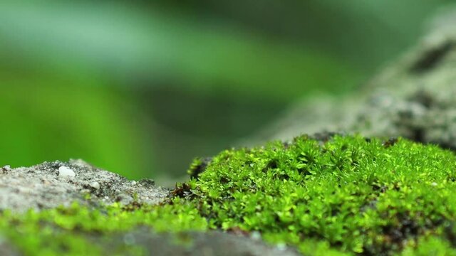 Close up beautiful green moss on the floor with bokeh background, moss closeup, macro. Beautiful background of moss for wallpaper.