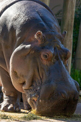 Fototapeta premium hippo head