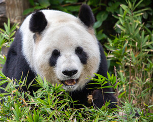 giant panda smiling