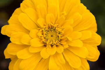 Yellow zinnia in spring. The blooms appear in a variety of colors and are very attractive to hummingbirds