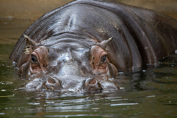 hippo swimming
