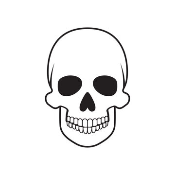 Human skull on a white background. Vector.
