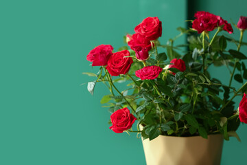 Beautiful red roses in pot on color background, closeup