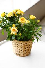 Beautiful yellow roses in pot on table