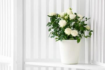 Obraz na płótnie Canvas Beautiful white roses in pot on shelf