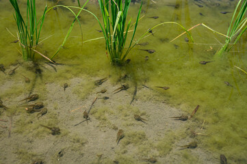 田んぼのおたまじゃくし