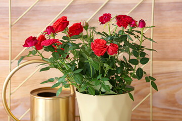 Beautiful red roses in pot near wooden wall