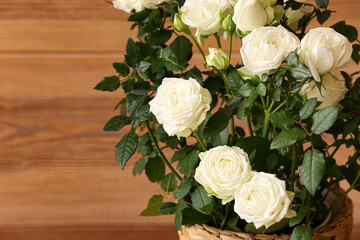 Beautiful white roses on wooden background, closeup