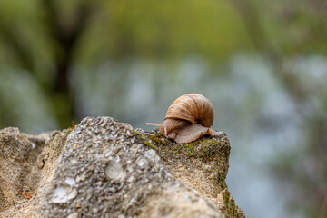 snail crawls on the stone