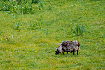 White sheep in a green pasture field. Agriculture industry and farming concept