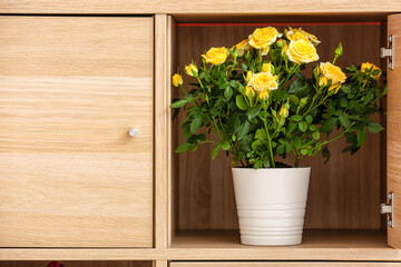 Beautiful yellow roses in pot inside drawer