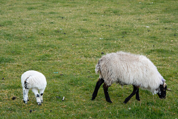Obraz na płótnie Canvas White sheep and small lamb in a green pasture field. Agriculture industry and farming concept. Live stock in natural environment