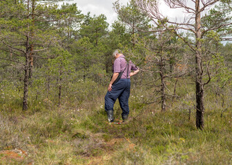 Naklejka na ściany i meble man enjoys swamp landscapes, hike in swamp with snowshoes, traditional mire plants, swamp background, bog texture