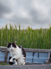 Black and white color cat in a funny pose by boat on a lake. Wild nature, beautiful animal.