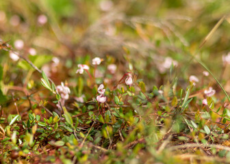 traditional bog plants, moss, lichens close-up, cranberry flowers, bog background, swamp texture