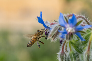 Garten Welten mit Bienen Spinnen Ameisen Blattläusen und Blumen
