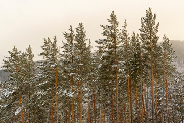 Pine forest in mountains. White snow in winter season.