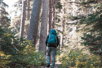 Obraz premium Hike in the forest