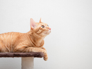 Cat orange color lay on cat condo look at right side copy space white background