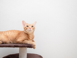 Cat orange color lay on cat condo look up copy space white background