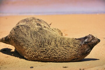 Australian Fur Seal, as seen basking in the sun on the beach on the Royal National Park, NSW, Australia