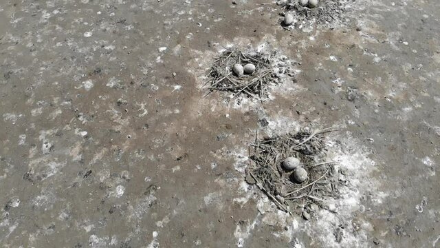 Kalmykia, Lake Manych. Seagull eggs in the nests.