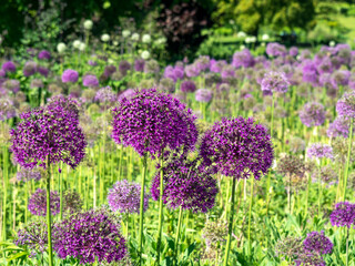 Obraz premium Purple Alliums flowering in a summer garden