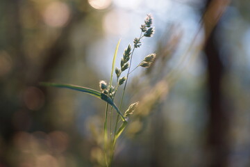 Grass in the evening in the setting sun