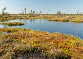 swamp landscape with blue sky and water, traditional swamp plants, mosses and trees, bog in summer