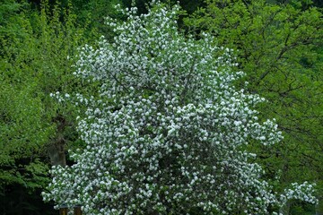 The blooming tree on Caucasus.